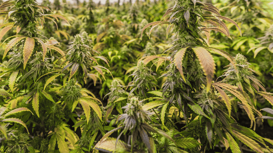 Cannabis light, canapa, marijuana: qual è la differenza?