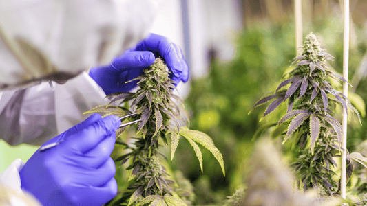 Infiorescenze di Cannabis Light: Tutto ciò che devi sapere
