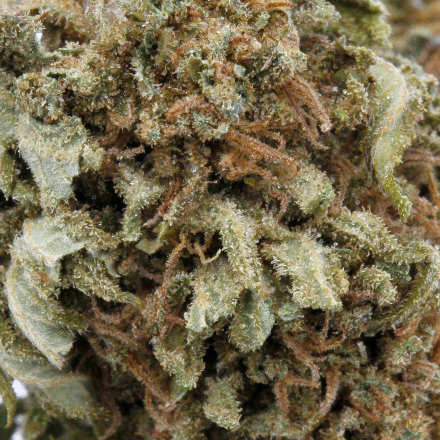 Acapulco Gold