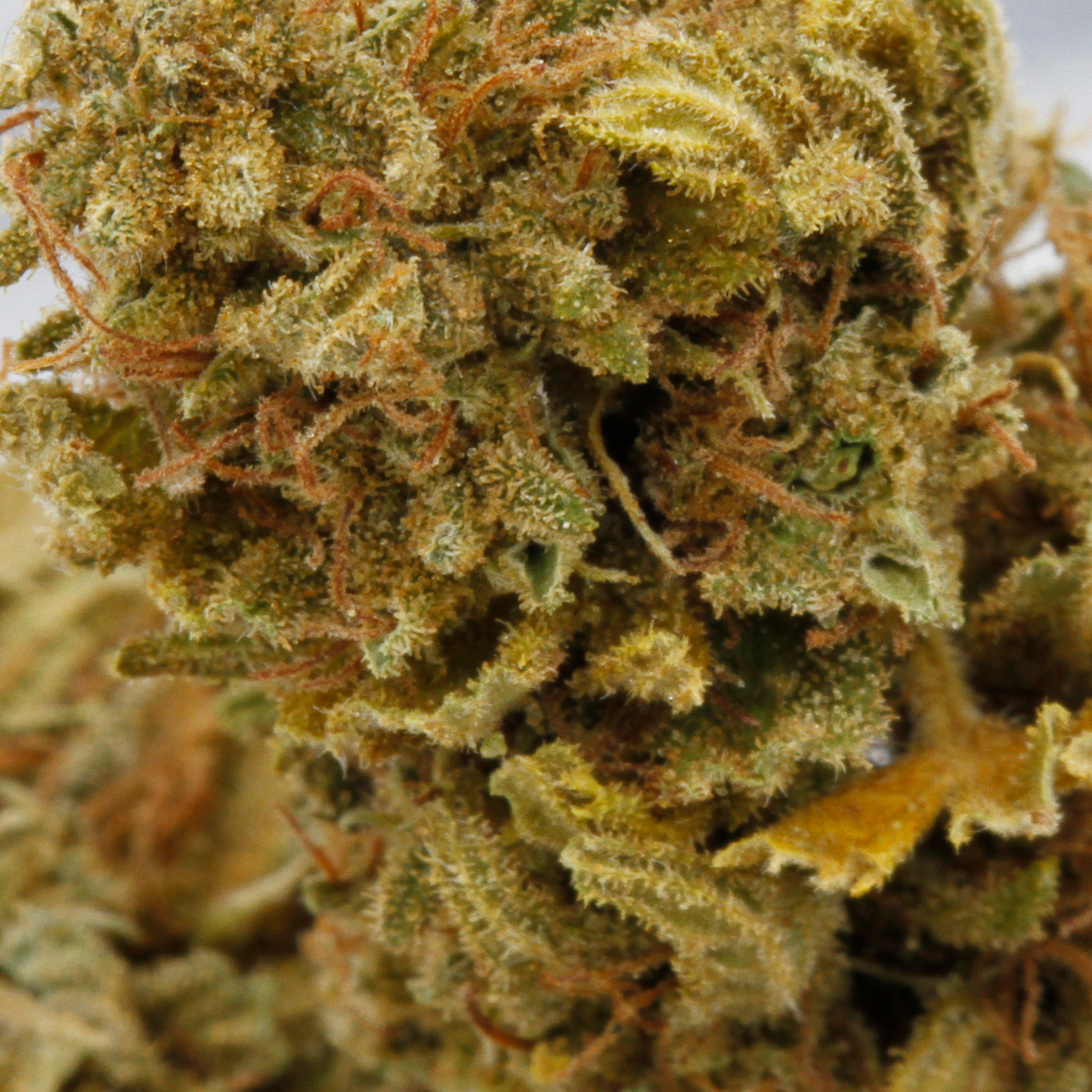 Blue Dream