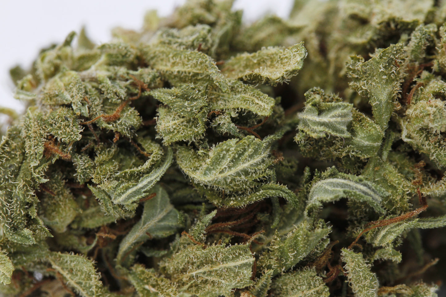 Lemon Haze