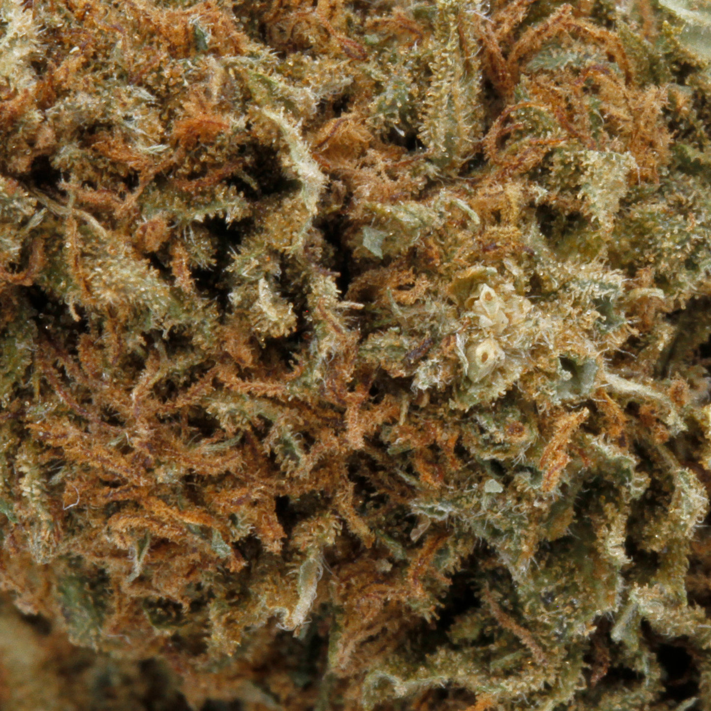 Diesel Tonic