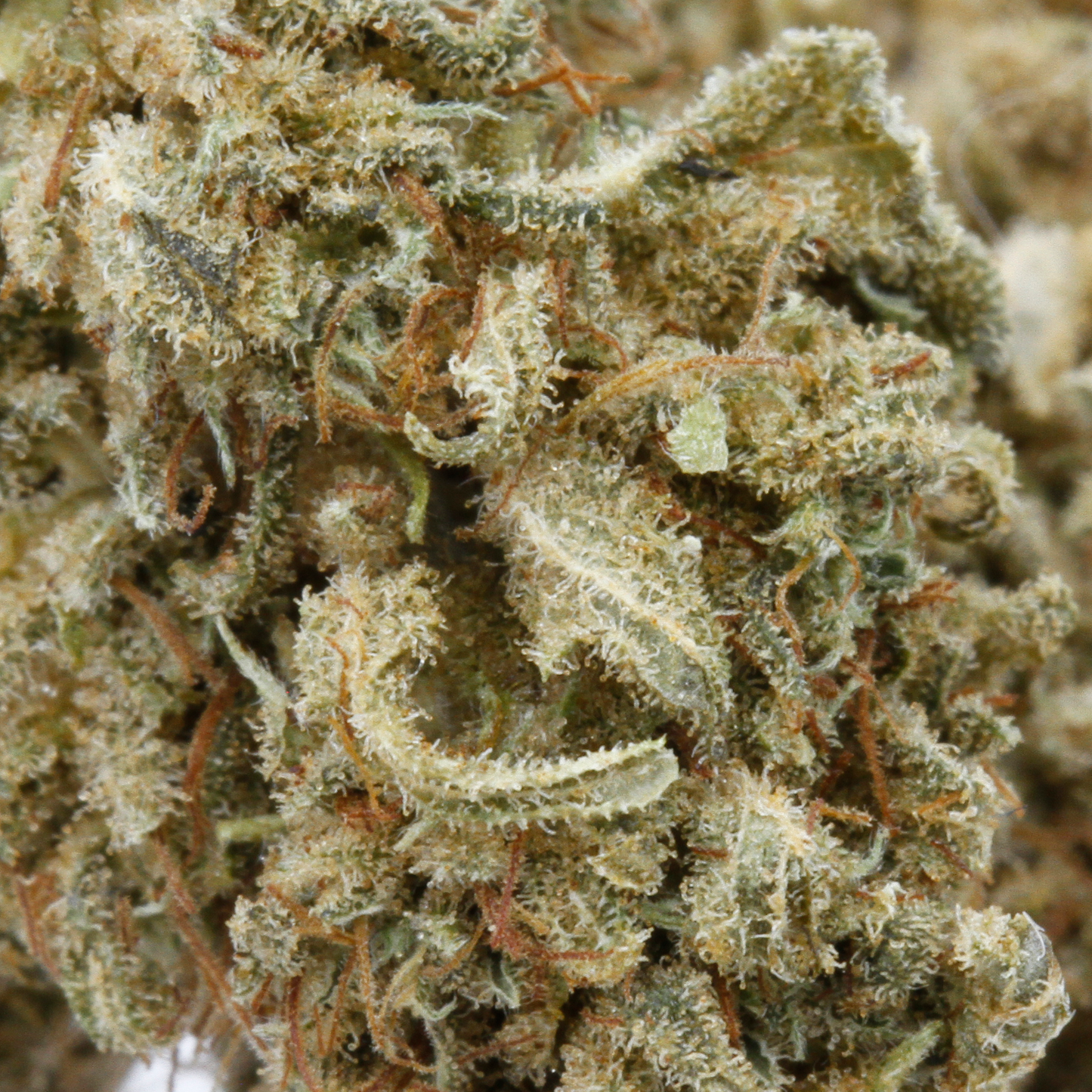 Sour Widow