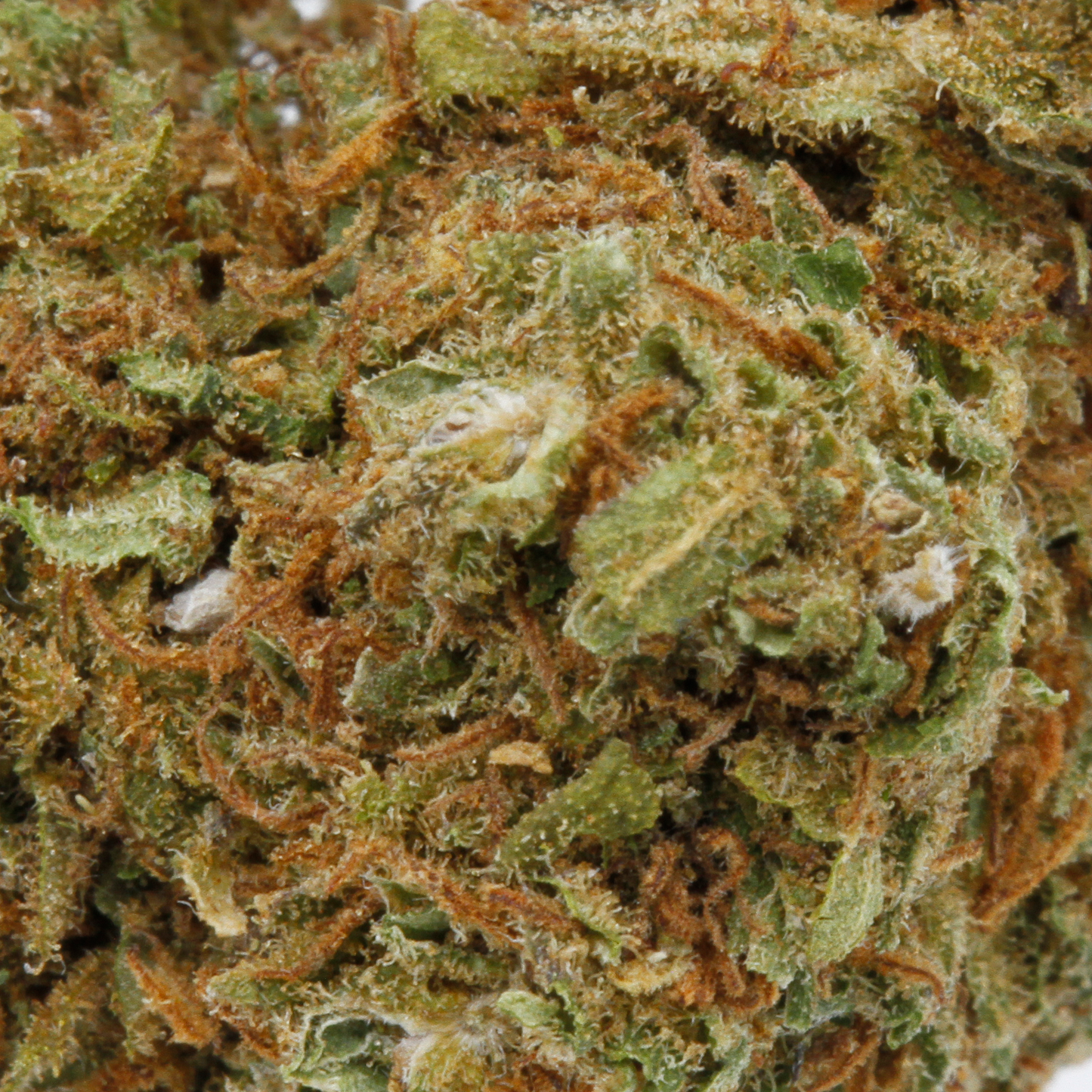 Strawberry Gold