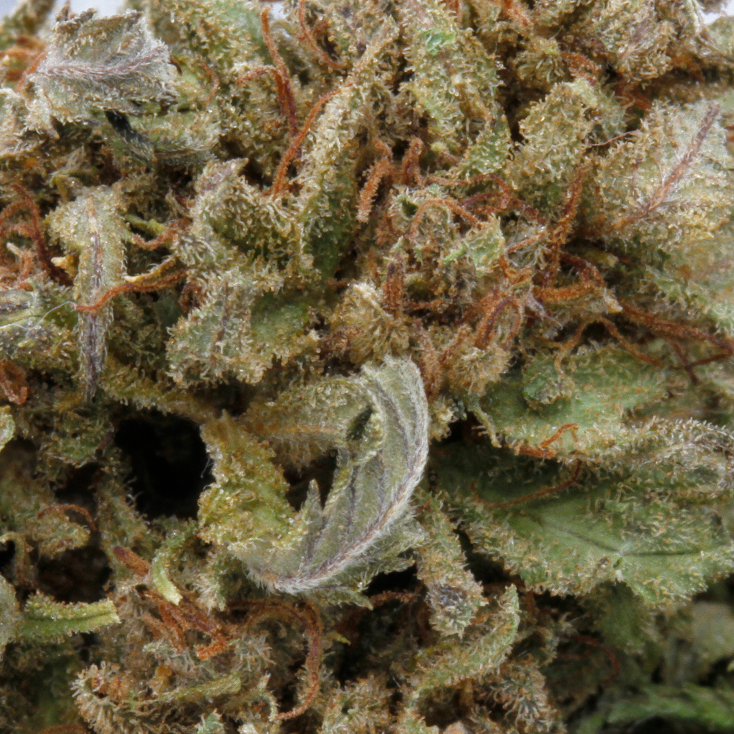Sweet Mandarine