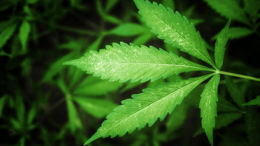 Cannabis Sativa in Italia: Legge e Utilizzo